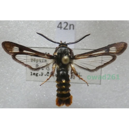 Pennisetia hylaeiformis (Laspeyres, 1801) Czech42n